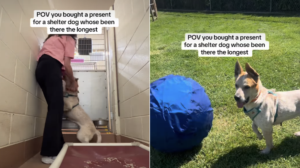 shelter dog video