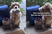 golden retriever grandma grandpa