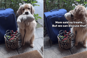 golden retriever grandma grandpa