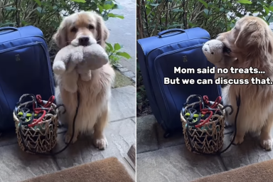 golden retriever grandma grandpa