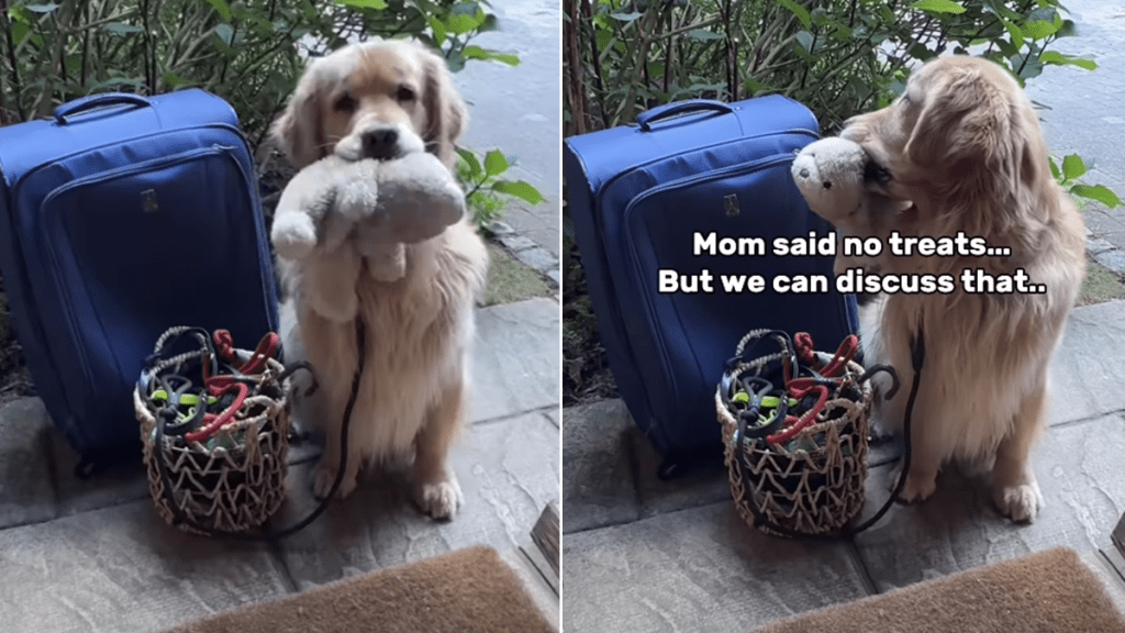 golden retriever grandma grandpa