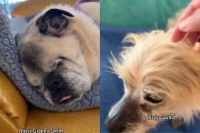 After Meeting Senior Dogs, Human Walks Out a Completely Different Person
