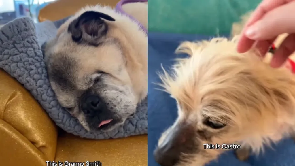 After Meeting Senior Dogs, Human Walks Out a Completely Different Person