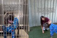 Senior Shelter Dog With Scars All Over His Body Waits To Be Chosen