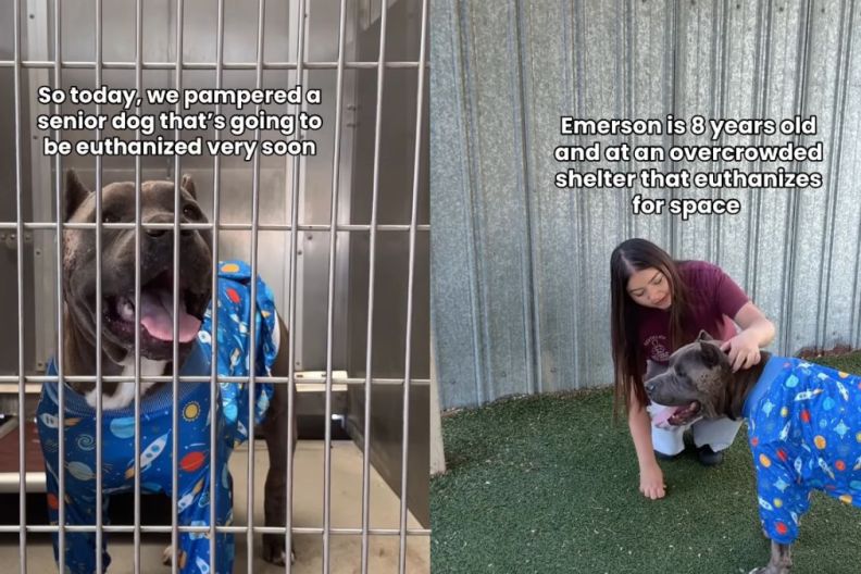 Senior Shelter Dog With Scars All Over His Body Waits To Be Chosen
