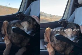 Senior Dog Was a Stray, Adopted & Returned, but Life Finally Feels Like Home