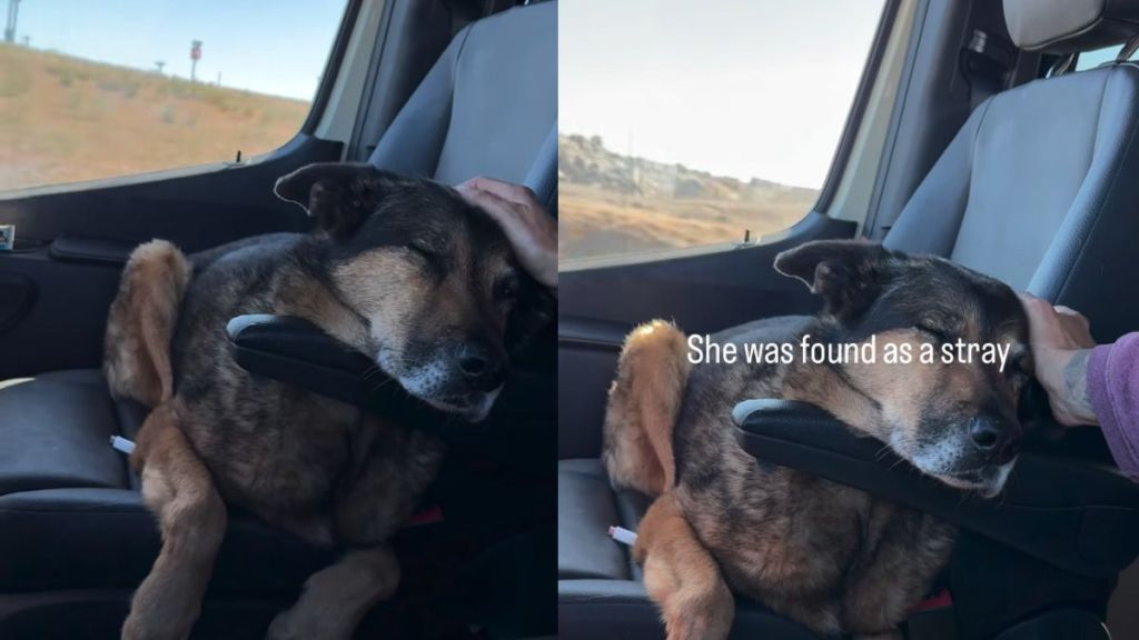 Senior Dog Was a Stray, Adopted & Returned, but Life Finally Feels Like Home