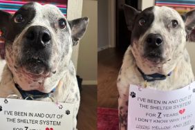 Dog Who Has Been in & Out of Shelter System for 7 Years, Hasn’t Lost Hope for Forever Home