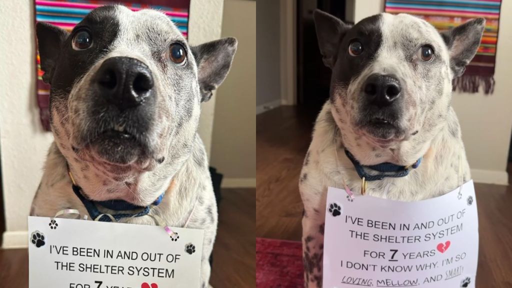 Dog Who Has Been in & Out of Shelter System for 7 Years, Hasn’t Lost Hope for Forever Home