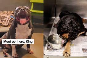 'Hero' Shelter Dog Donates Blood & Saves Anemic Dog's Life