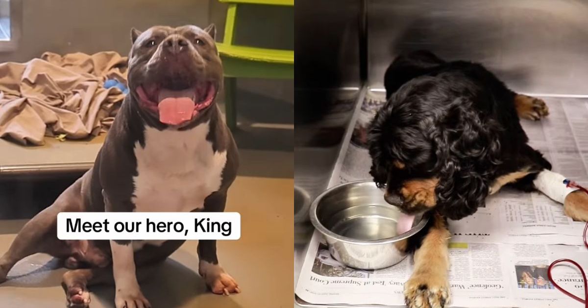 King saved a dog's life, then went back to his kennel