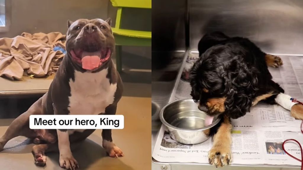 'Hero' Shelter Dog Donates Blood & Saves Anemic Dog's Life