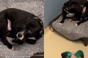 Shelter Dog Once ‘Terrified’ of Kennel to Even Move Can’t Wait To Leave It Behind Now