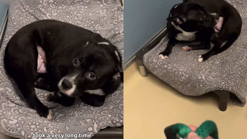 Shelter Dog Once ‘Terrified’ of Kennel to Even Move Can’t Wait To Leave It Behind Now