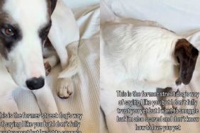 Shelter Dog Rescued From Life on Streets Doesn’t Trust Mom Yet but Still Wants Snuggles