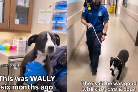 Dog Is Returned To Shelter Over 'Breed Restrictions' in Previous Home