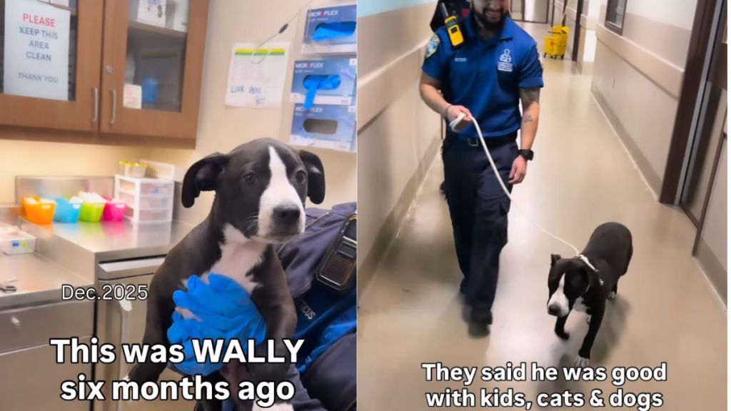 Dog Is Returned To Shelter Over 'Breed Restrictions' in Previous Home