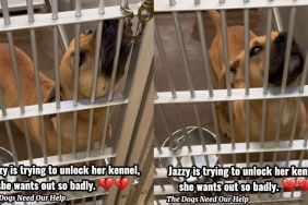 Stray Dog Finds Herself Homeless Again at the Shelter, Eagerly Tries To Open Kennel Door