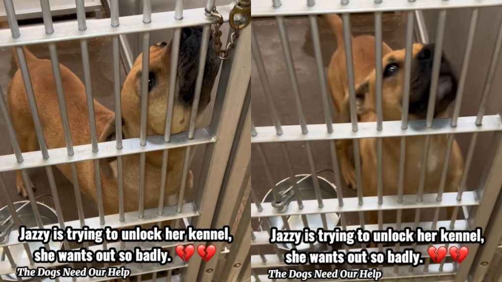 Stray Dog Finds Herself Homeless Again at the Shelter, Eagerly Tries To Open Kennel Door
