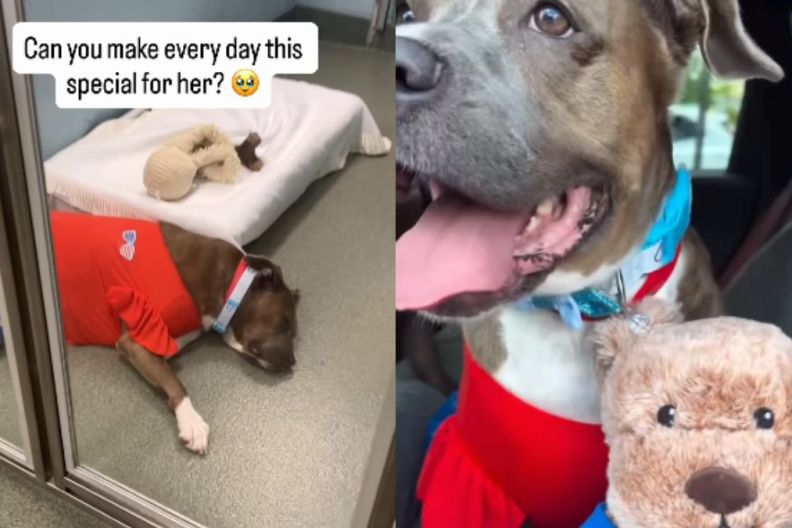 Shelter Dog Looks ‘Heartbroken’ in Kennel Until a Day Out Changes Her World