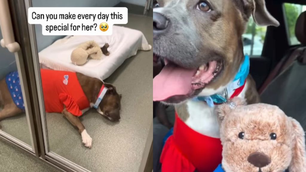 Shelter Dog Looks ‘Heartbroken’ in Kennel Until a Day Out Changes Her World