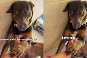 Shelter Dog Reaches Out Paw but He Doesn’t Want Toys or Treats, Just Someone to Stay