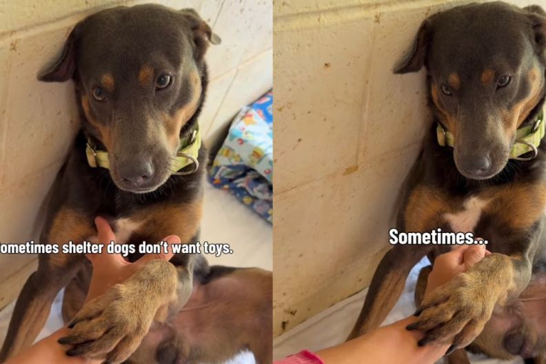 Shelter Dog Reaches Out Paw but He Doesn’t Want Toys or Treats, Just Someone to Stay