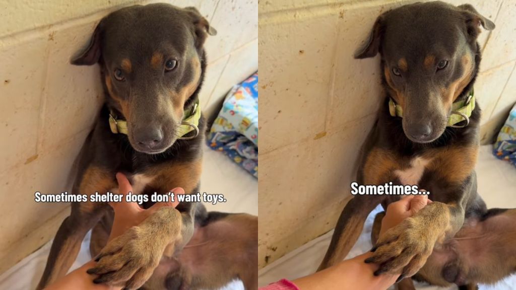 Shelter Dog Reaches Out Paw but He Doesn’t Want Toys or Treats, Just Someone to Stay
