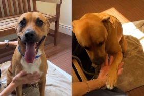 1-Year-Old Shelter Puppy Waits for Someone To Change His Future