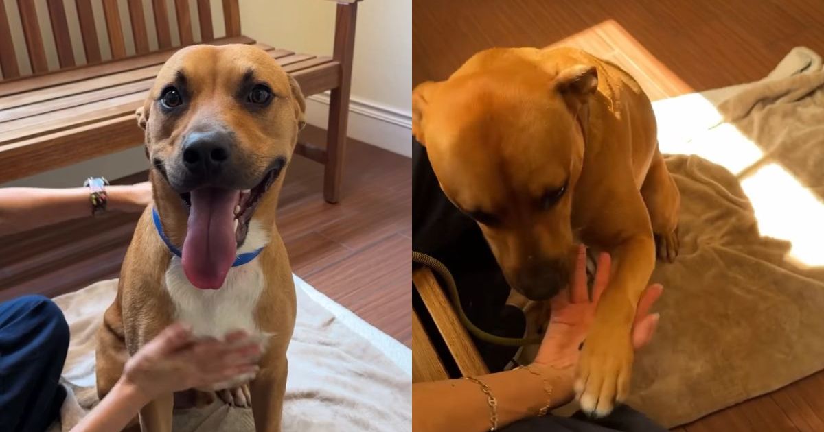 1-Year-Old Shelter Puppy Waits for Someone To Change His Future