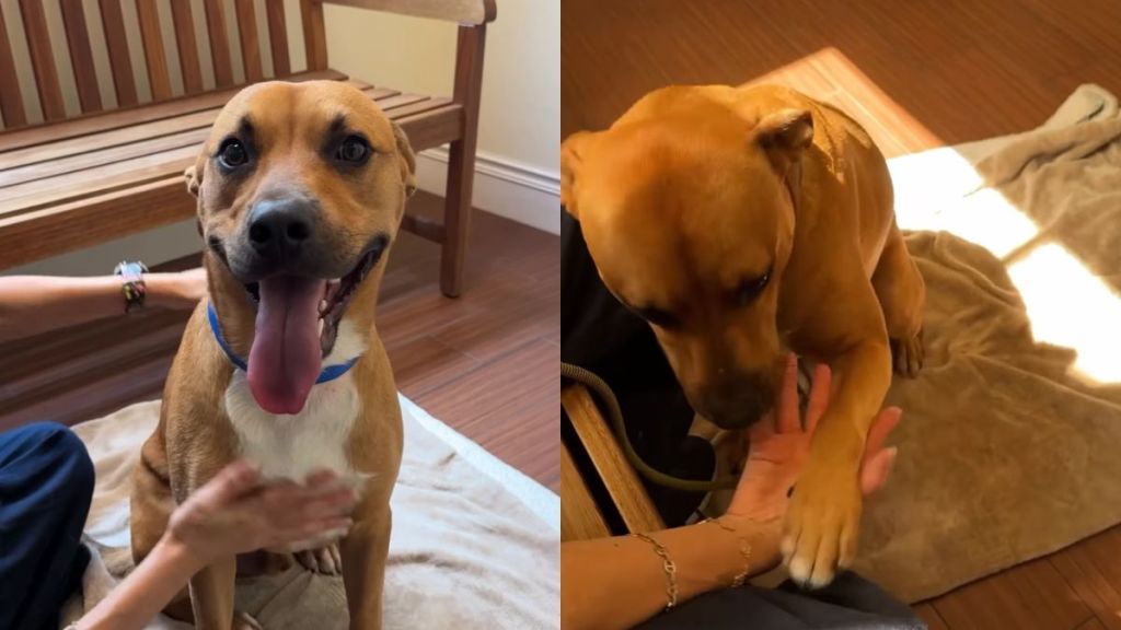 1-Year-Old Shelter Puppy Waits for Someone To Change His Future