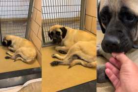‘Neglected’ Shelter Dog Hides in Kennel, Unaware She’ll Trust Again & Find a Home