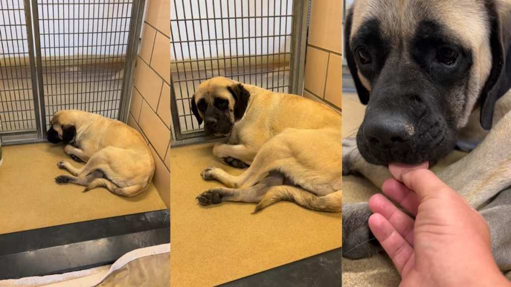 ‘Neglected’ Shelter Dog Hides in Kennel, Unaware She’ll Trust Again & Find a Home