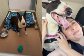 Shelter dog video