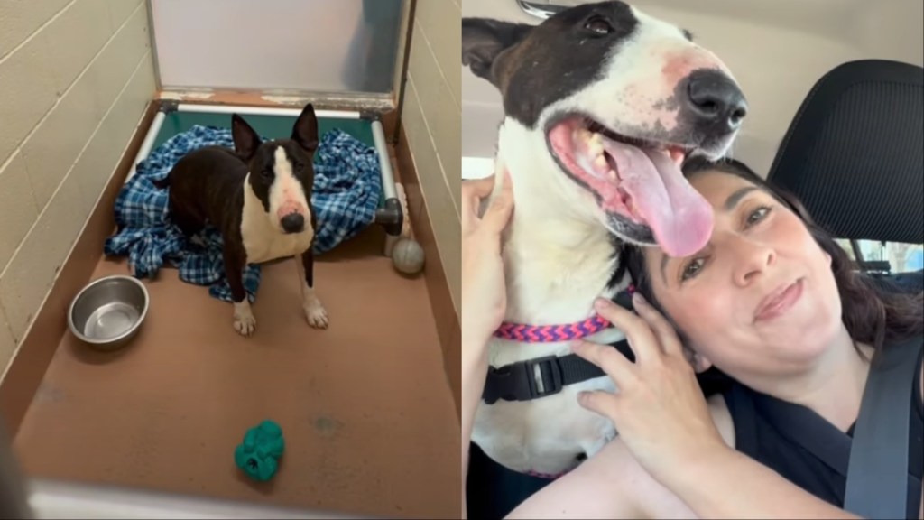 Shelter dog video