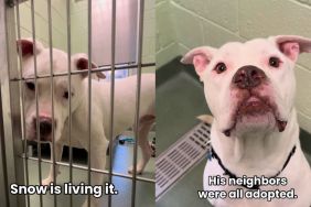 Rescue Dog Is the Only One Left Behind in the Shelter Until He Finally Gets the Good News