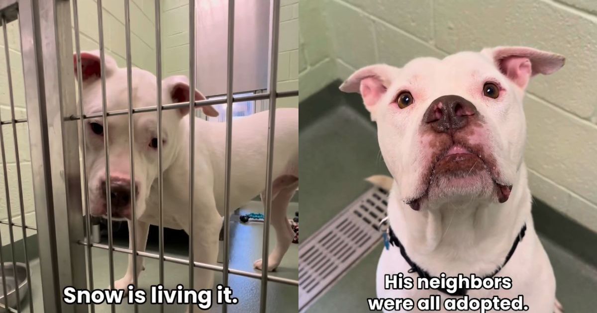 From Lonely to Loved: The Heartwarming Adoption of Snow