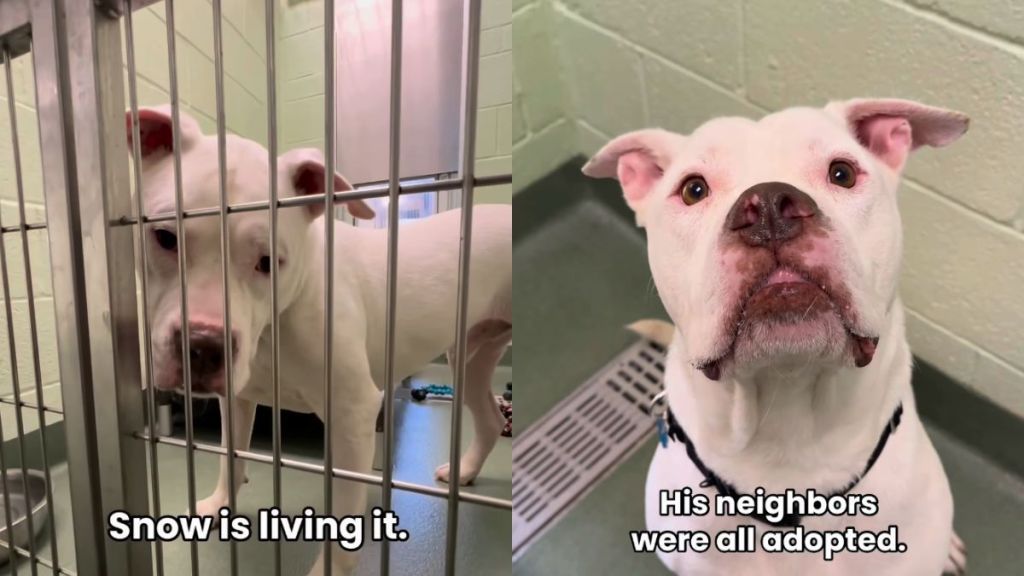 Rescue Dog Is the Only One Left Behind in the Shelter Until He Finally Gets the Good News