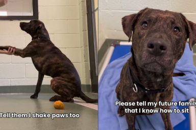Shelter Dog Who Once Had a Home Hopes To Show off Amazing Tricks to His Future Family