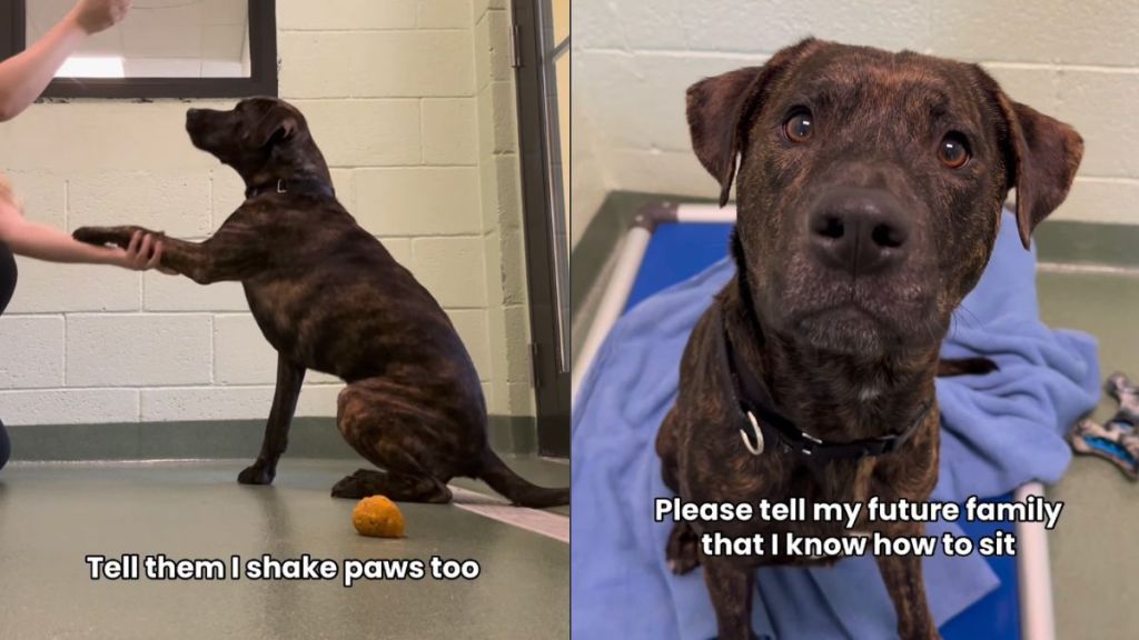 Shelter Dog Who Once Had a Home Hopes To Show off Amazing Tricks to His Future Family