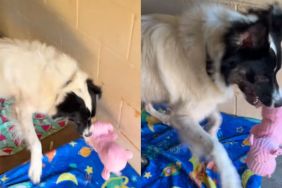 Shelter Dog Creates Own Little World Inside Tiny Kennel, Playing With a Toy All by Himself