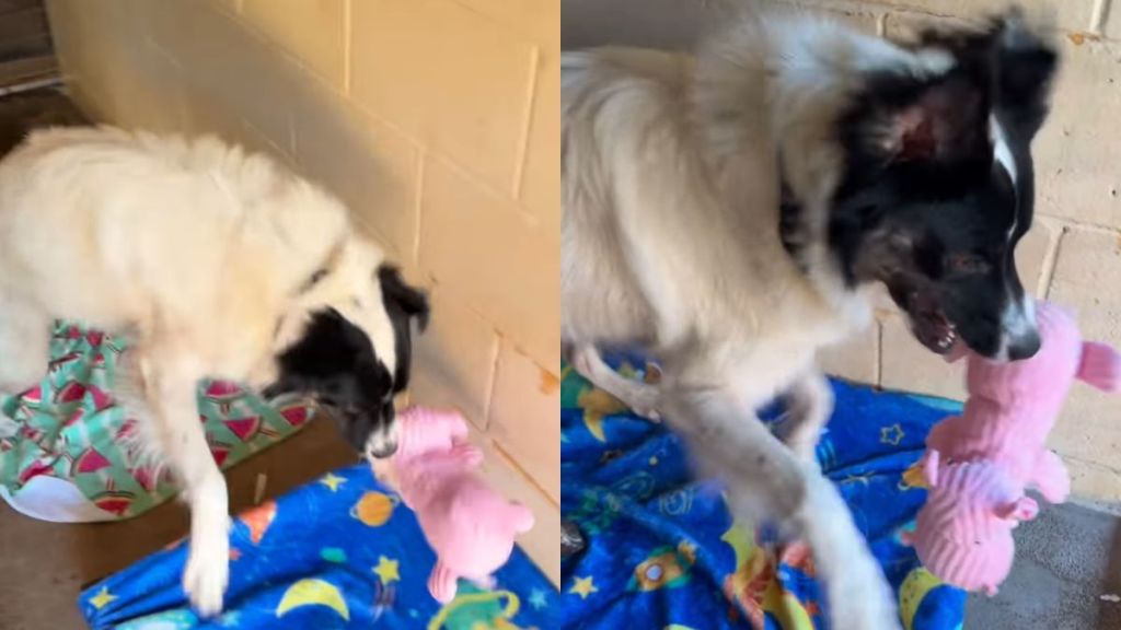 Shelter Dog Creates Own Little World Inside Tiny Kennel, Playing With a Toy All by Himself