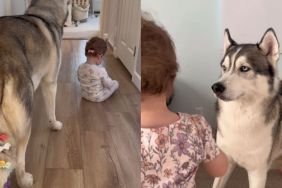 Husky Lets Little Girl Give Him the Cutest Makeovers