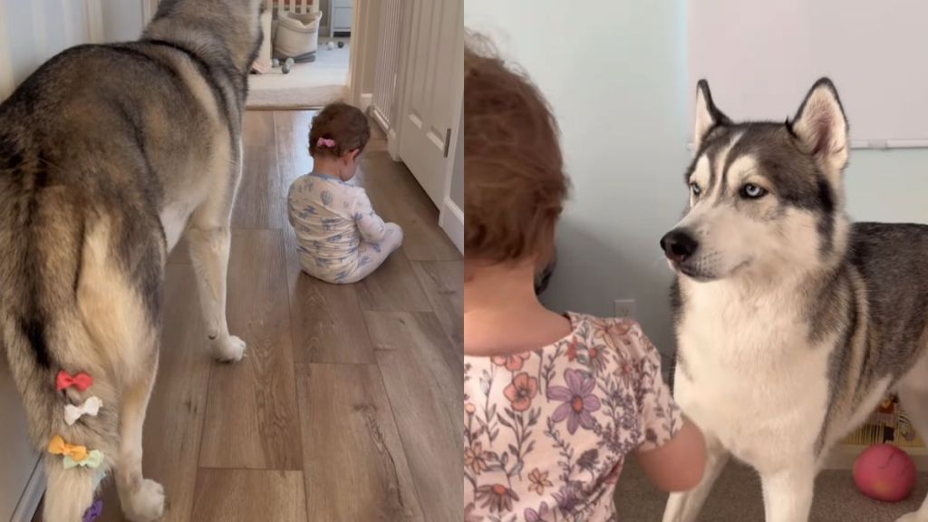 Husky Lets Little Girl Give Him the Cutest Makeovers
