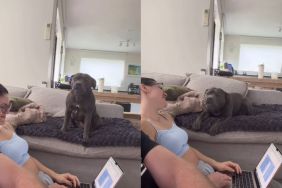 Staffy Is Quite Expressive When There’s a Slight Change in Schedule