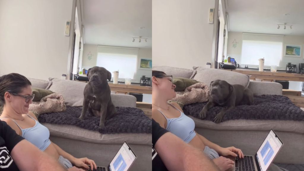 Staffy Is Quite Expressive When There’s a Slight Change in Schedule