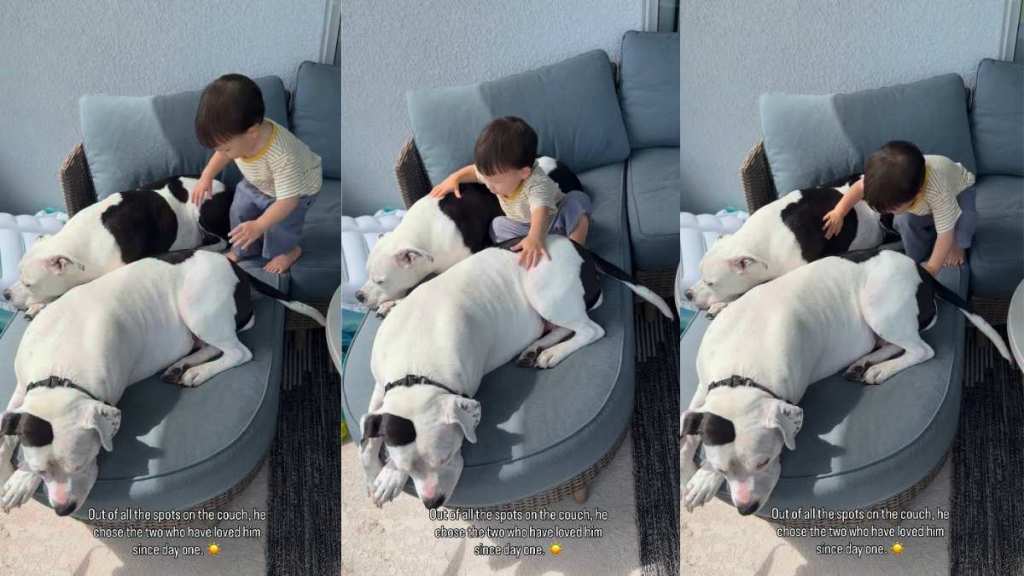Two Dog Siblings Offer Baby What a Large Couch Wouldn't