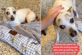 Senior Rescue Dog Has Spent All His Life Giving Love to People Who Keep Leaving Him