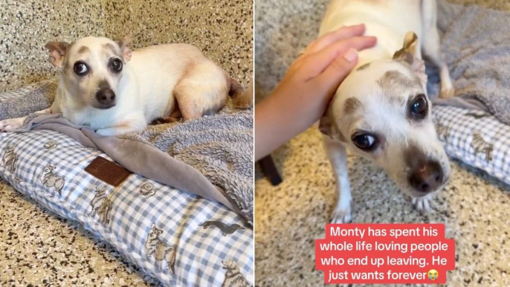 Senior Rescue Dog Has Spent All His Life Giving Love to People Who Keep Leaving Him