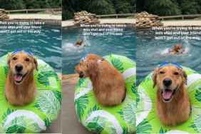Golden Retriever Photobombs Dog’s Solo Shot With Expert Swimming Skills
